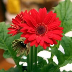 Gerbera Daisy Red Flower Plant – With Pot