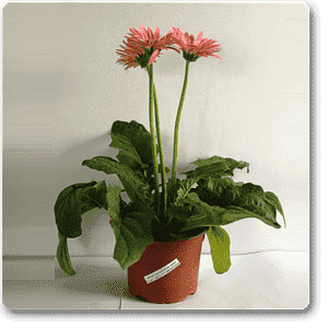 Gerbera Daisy Pink Flower Plant – With Pot