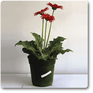 Gerbera Daisy Red Flower Plant – With Pot