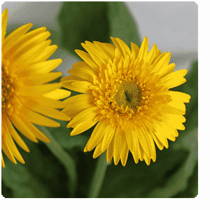 Gerbera Daisy Yellow Flower Plant – With Pot