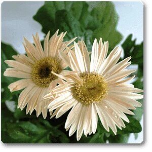 Gerbera Daisy White Flower Plant – With Pot