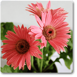 Gerbera Daisy Pink Flower Plant – With Pot