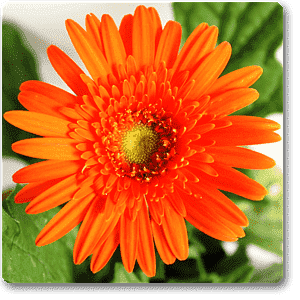 Gerbera Daisy Orange Flower Plant – With Pot