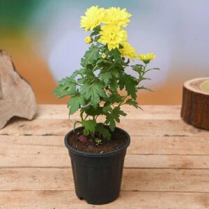 Guldaudi/Guldavari, Chrysanthemum Yellow Flower Plant