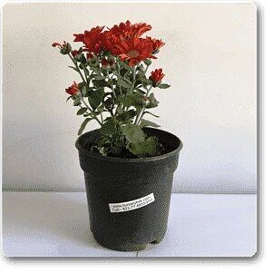 Guldaudi/Guldavari, Chrysanthemum Red Flower Plant – With Pot