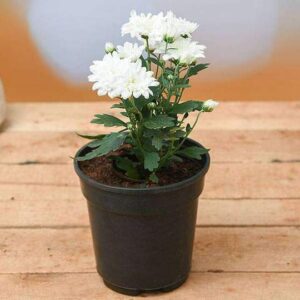 Guldaudi/Guldavari, Chrysanthemum White Flower Plant – With Pot