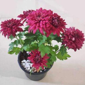 Guldaudi/Guldavari, Chrysanthemum Maroon Flower Plant – With Pot