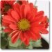 Guldaudi/Guldavari, Chrysanthemum Red Flower Plant – With Pot