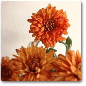 Guldaudi/Guldavari, Chrysanthemum Orange Flower Plant – With Pot