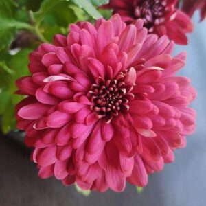 Guldaudi/Guldavari, Chrysanthemum Maroon Flower Plant – With Pot