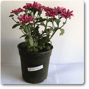 Guldaudi/Guldavari, Chrysanthemum Pink Flower Plant – With Pot