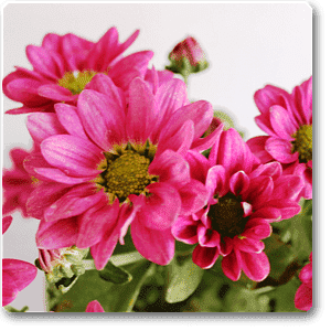 Guldaudi/Guldavari, Chrysanthemum Pink Flower Plant – With Pot