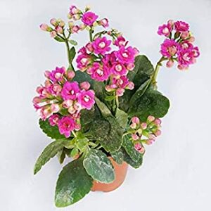 Pink Kalanchoe Plant – with Pot