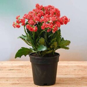 Red Kalanchoe Plant – with Pot