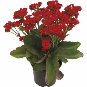 Red Kalanchoe Plant – with Pot