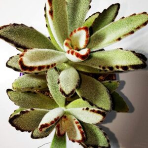 Panda Plant (Kalanchoe Tomentosa) – With Pot