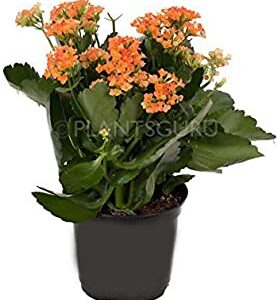 Orange Kalanchoe Plant – with Pot