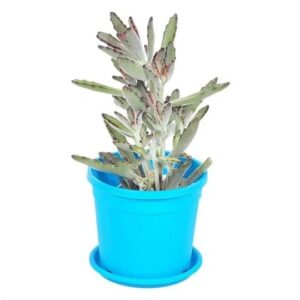 Panda Plant (Kalanchoe Tomentosa) – With Pot