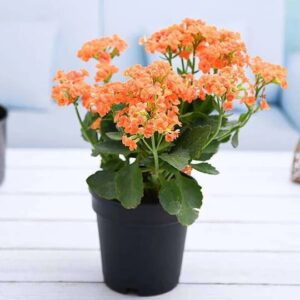 Orange Kalanchoe Plant – with Pot