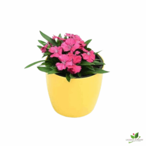 Dianthus Dark Pink Flower Plant – With Pot