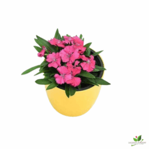 Dianthus Dark Pink Flower Plant – With Pot