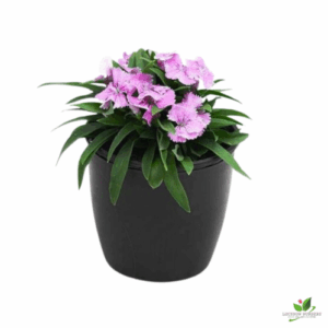 Dianthus Pink Flower Plant – With Pot