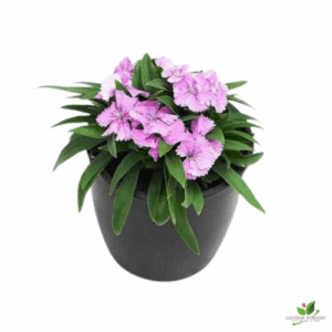 Dianthus Pink Flower Plant – With Pot