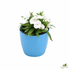 Dianthus White Flower Plant – With Pot