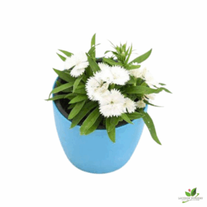 Dianthus White Flower Plant – With Pot
