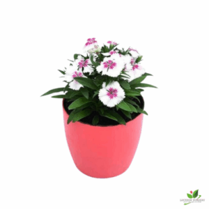 Dianthus (White Pink) Flower Plant – With Pot