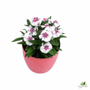 Dianthus (White Pink) Flower Plant – With Pot