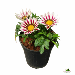 Gazania (Any Colour) Flower Plant – With Pot