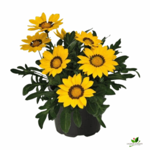 Gazania (Any Colour) Flower Plant – With Pot