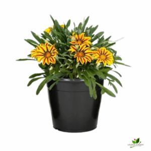 Gazania (Any Colour) Flower Plant – With Pot