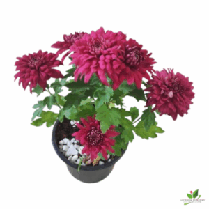 Chrysanthemum Maroon (Guldaudi/Guldavari) Flower Plant – With Pot