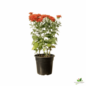 Chrysanthemum Orange (Guldaudi/Guldavari) Flower Plant – With Pot