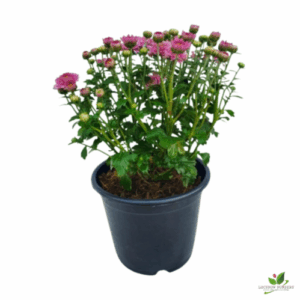 Chrysanthemum Pink (Guldaudi/Guldavari) Flower Plant – With Pot