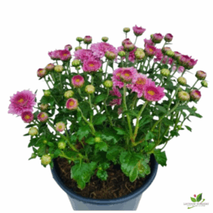 Chrysanthemum Pink (Guldaudi/Guldavari) Flower Plant – With Pot