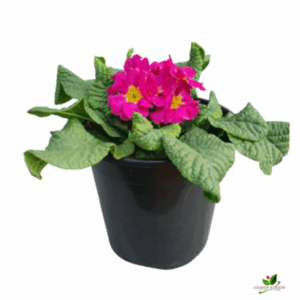 Primula Pink (Primrose) Flower Plant – With Pot