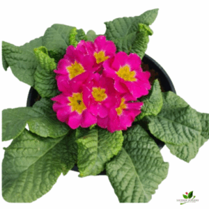 Primula Pink (Primrose) Flower Plant – With Pot
