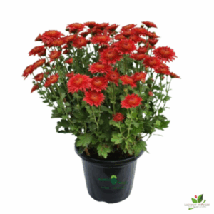 Chrysanthemum Red (Guldaudi/Guldavari) Flower Plant – With Pot