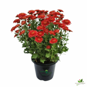 Chrysanthemum Red (Guldaudi/Guldavari) Flower Plant – With Pot