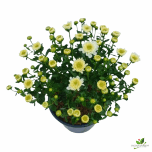 Chrysanthemum White (Guldaudi/Guldavari) Flower Plant – With Pot