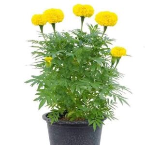 Marigold/Genda Yellow Flower Plant – With Pot