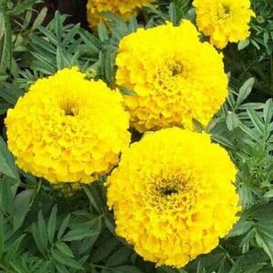 Marigold/Genda Yellow Flower Plant – With Pot