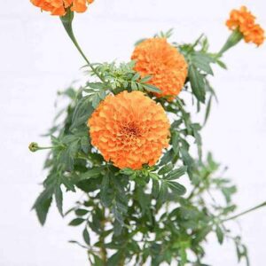 Marigold/Genda Orange Flower Plant – With Pot