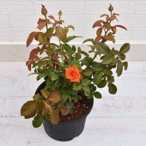 Orange Rose Plant with pot – with Pot