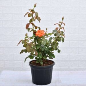 Orange Rose Plant with pot – with Pot