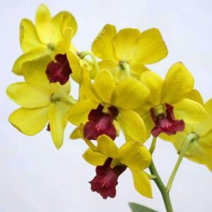 Yellow Orchid Plant (Dendrobium Orchid) – With Pot