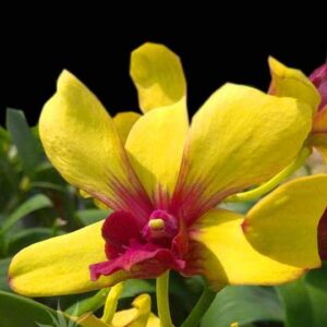 Yellow Orchid Plant (Dendrobium Orchid) – With Pot